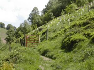 aberseeny woodland management new planting