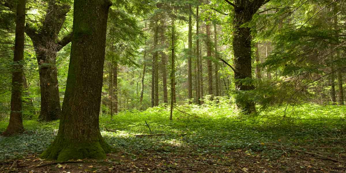 abersenny woodland management