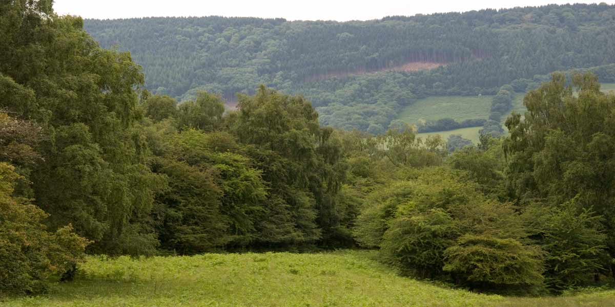 abersenny woodland management