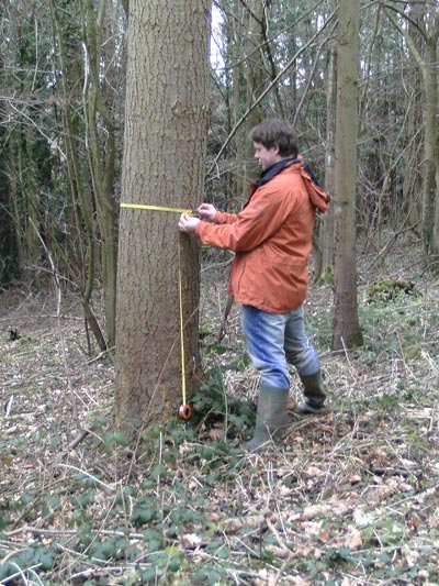 measuring trees