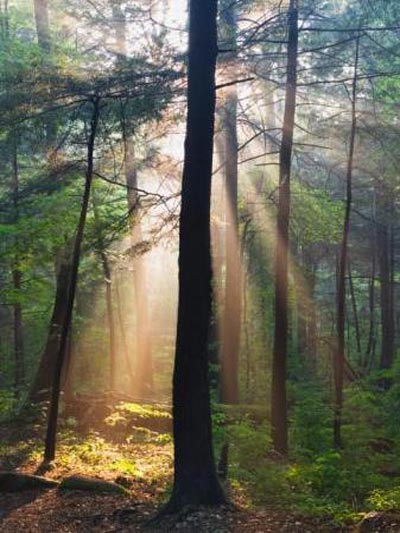sunlight mist woodland